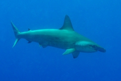 Hammerhead Shark