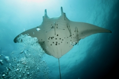 Manta Ray