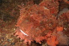 Ragged Scorpion Fish