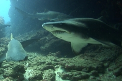Shark Diving Aliwal Shoal