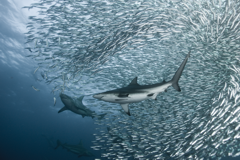 Sardine Run South Africa