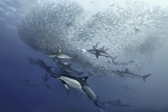 Sardine Run South Africa