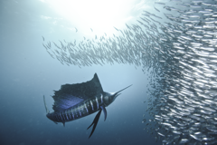 Sardine Run South Africa