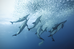 Sardine Run South Africa