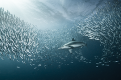 Sardine Run South Africa