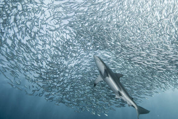 Sardine Run South Africa