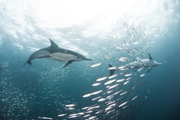 Sardine Run South Africa