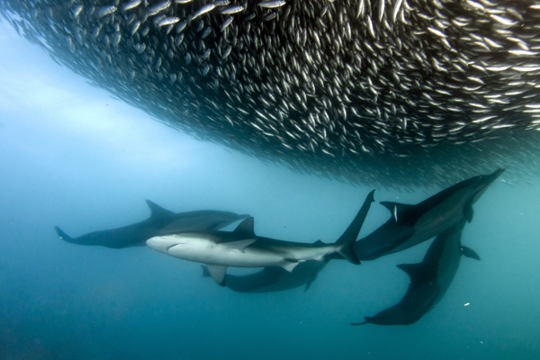 Sardine Run South Africa