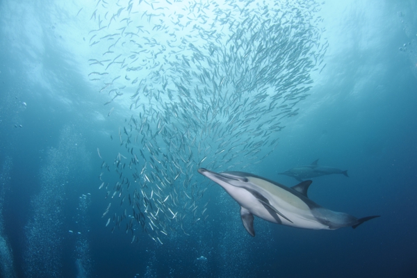 Sardine Run South Africa