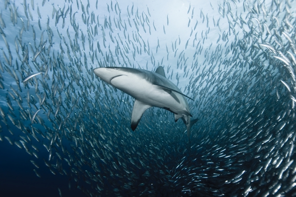 Sardine Run South Africa