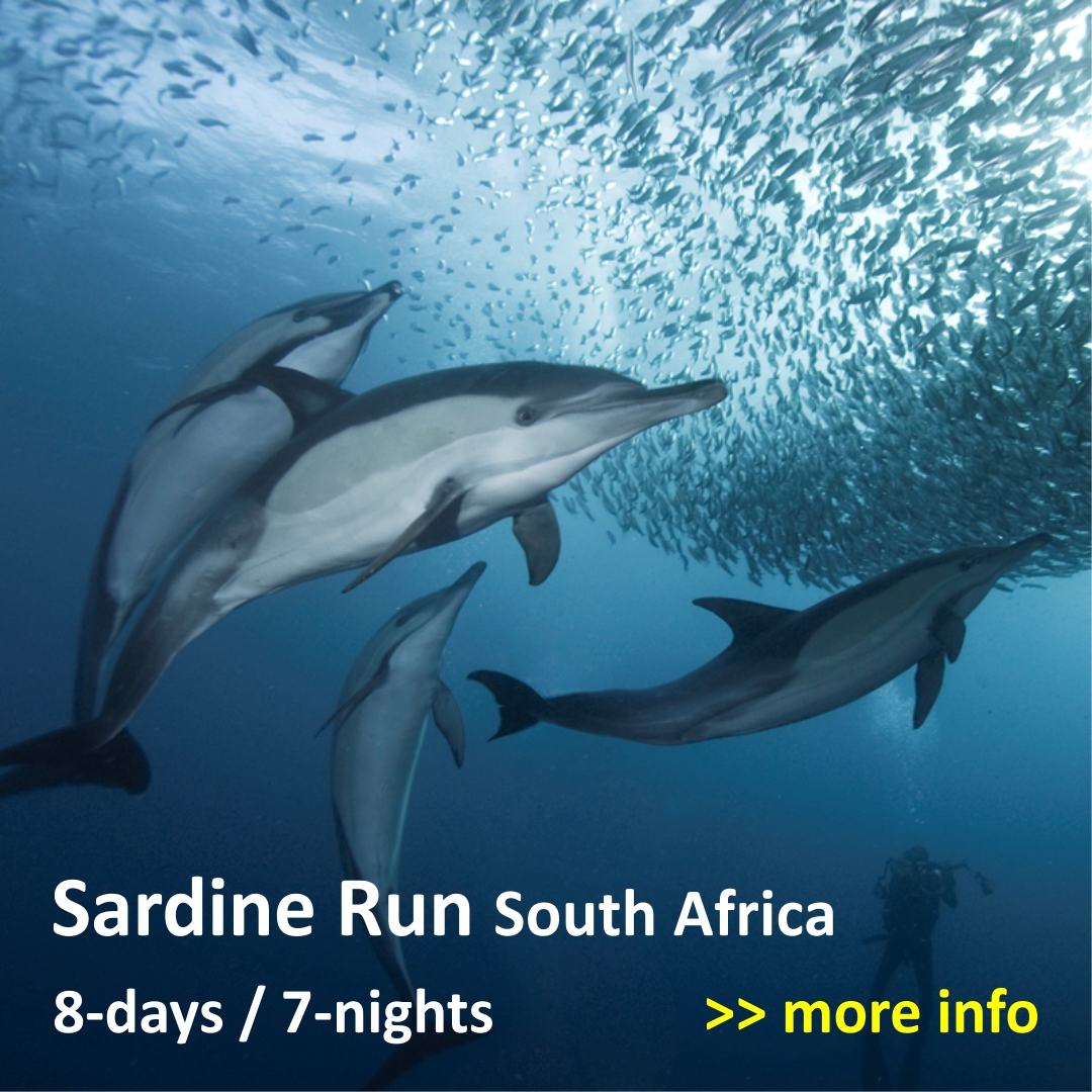Sardine Run