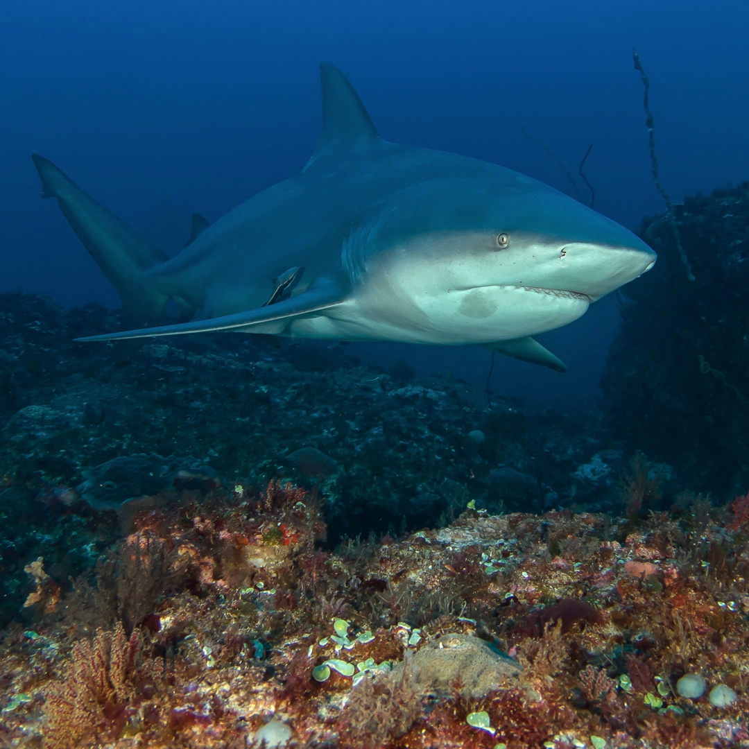 Shark Diving South Africa