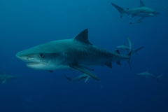 Shark Diving Aliwal Shoal