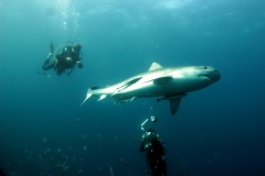 Tiger Shark